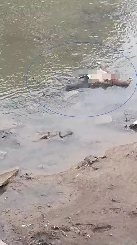 【社会】西门桥河里发现一具浮尸(视频)