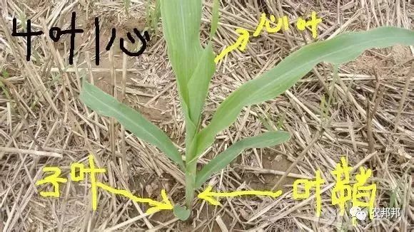 【帮豪分享】玉米除草3叶1心最好?