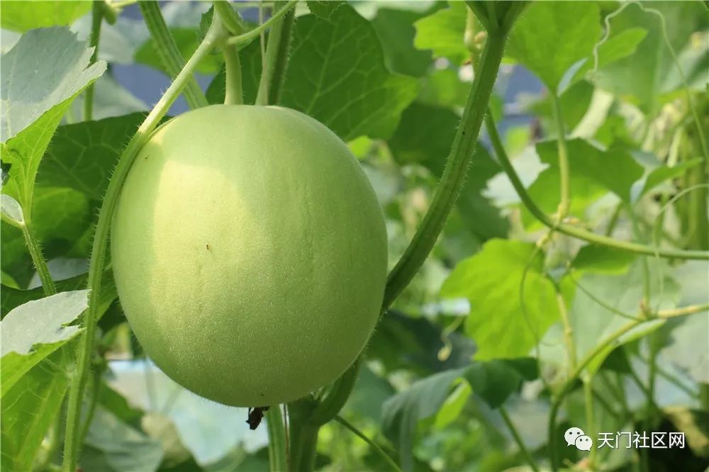 头条可靠情报天门这个地方要火