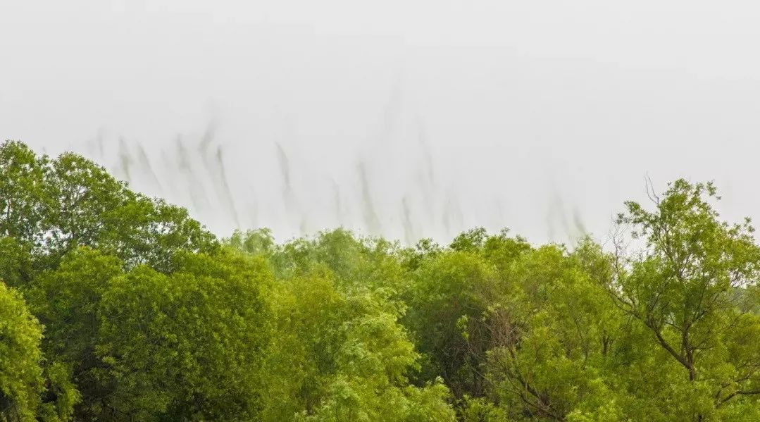 恐怖大白天合肥滨湖大道出现大团黑雾你见过吗