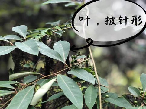 山苍子的根及根茎:驱风散寒,除湿,温中,理气止痛.