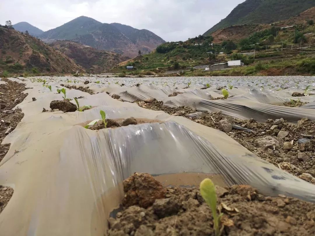 烤烟正值幼苗移栽关键时期宁蒗县全力应对抗旱保苗工作工作