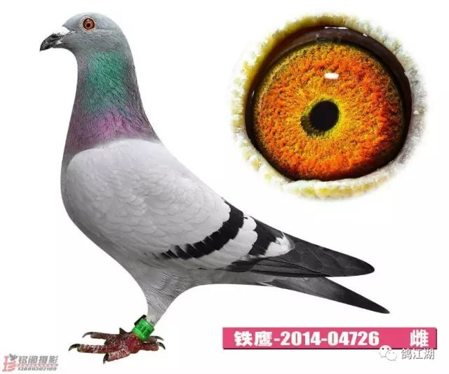 看唐山阳光种鸽群实力有多大