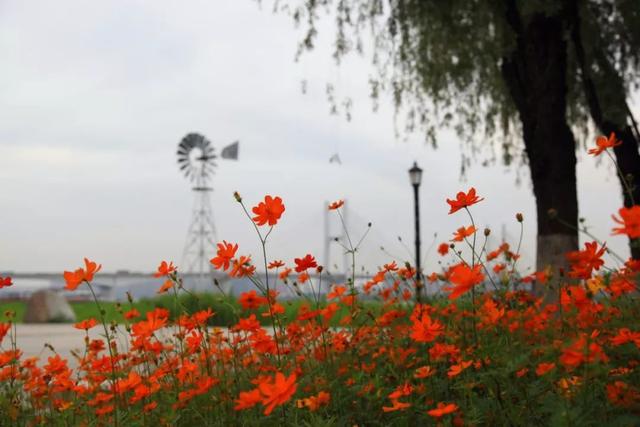 入夏的武汉仍有花海汉口江滩等你来打卡