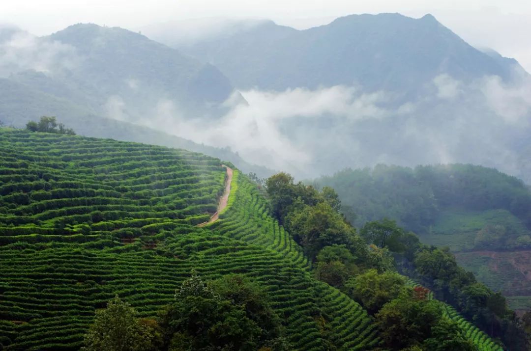 地处倚邦,革登,曼撒,易武四大茶山之间,蛮砖古茶山包括蛮林和蛮砖等地