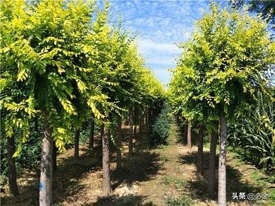 舟壶捆详花木：自然之美与和谐共生的艺术