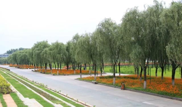 入夏的武汉仍有花海汉口江滩等你来打卡