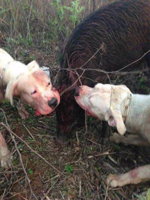 猛犬中的黑白双煞一个是猎犬霸主另一个是忠诚护卫