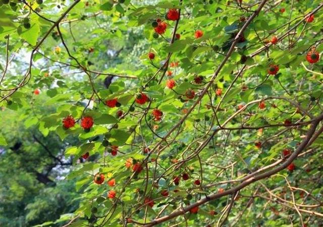 农村这种野树随处可见老农们看到就砍伐却不知它浑身是宝