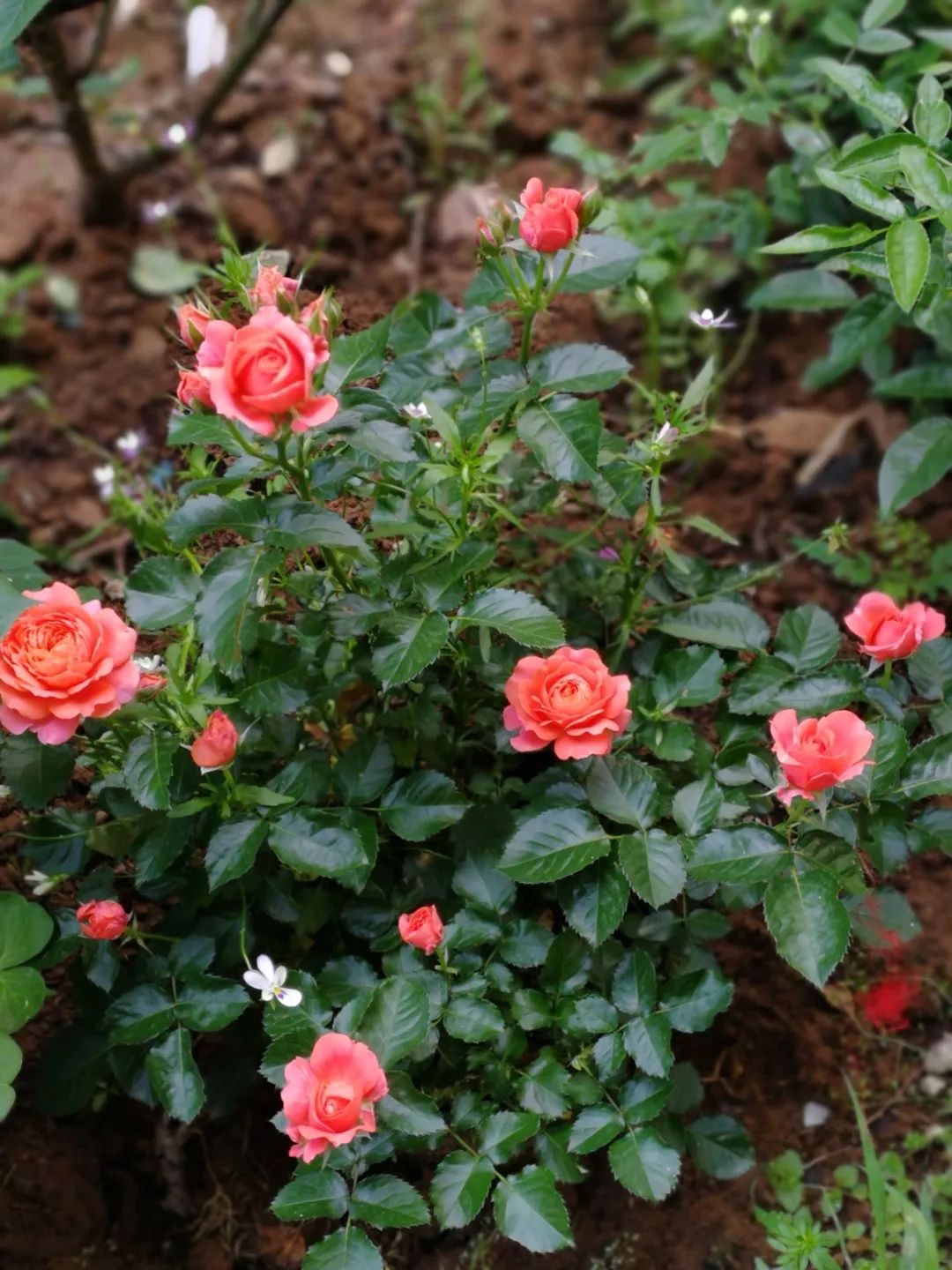 直立不垂头月季品种推荐