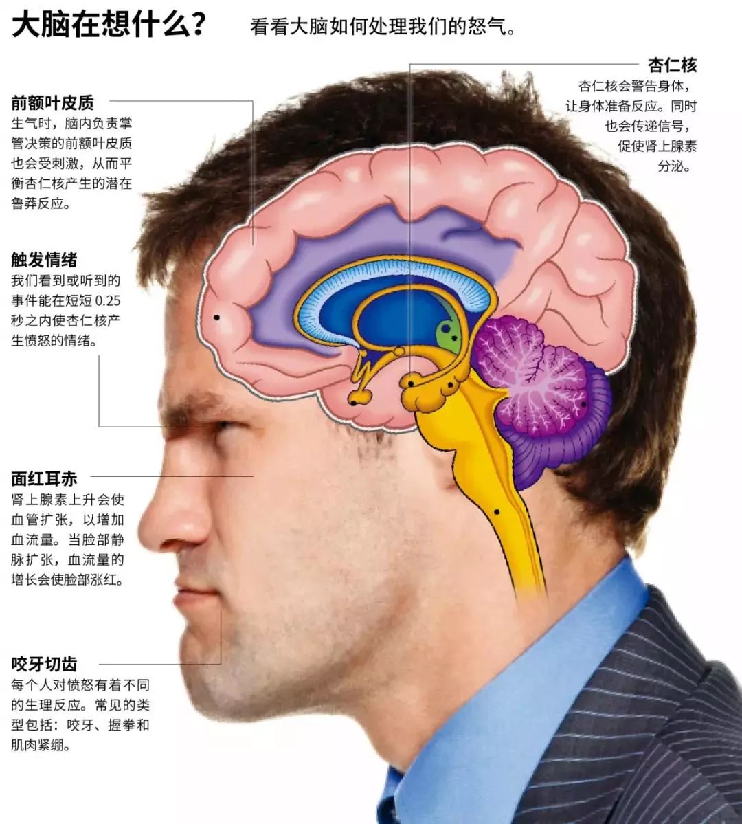 同时,大脑的前额叶皮质也会受生气情绪刺激而活化,而前额叶皮质负责