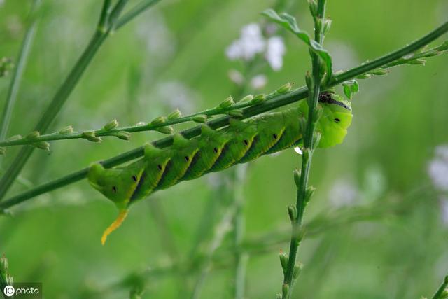 种豆子养豆虫你想不到的双重效益