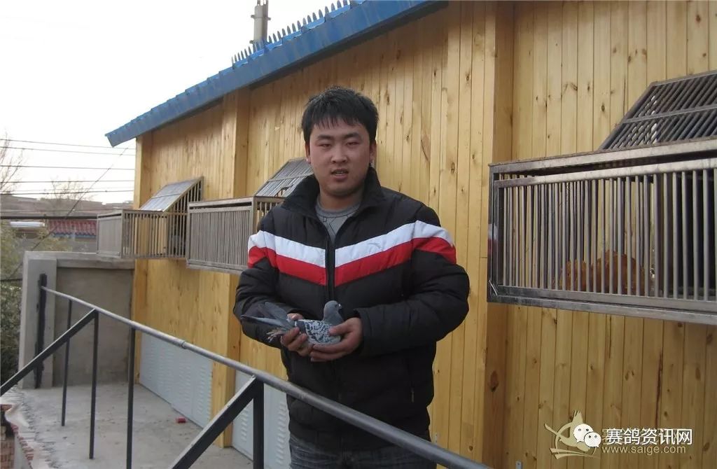 凡龙,博格斯曼,戈马力,吉诺等个人资料北京杨晨鸽舍,位于北京丰台区