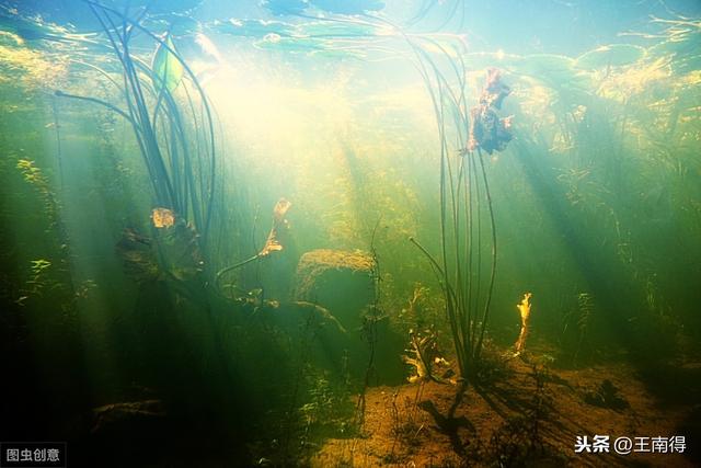 诗| 盛夏,文化记忆里盛开了墨绿色