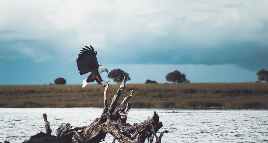 618前夜家电企业被逼“二选一”：不是封杀拼多多是抢夺零售资源-家电圈官网