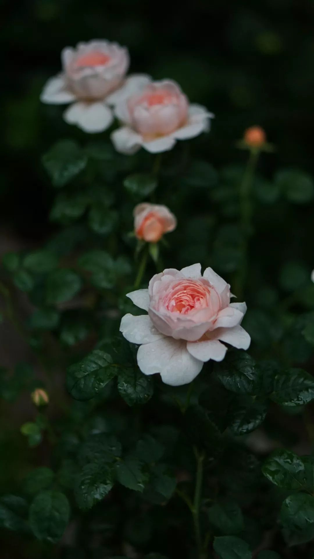 直立不垂头月季品种推荐