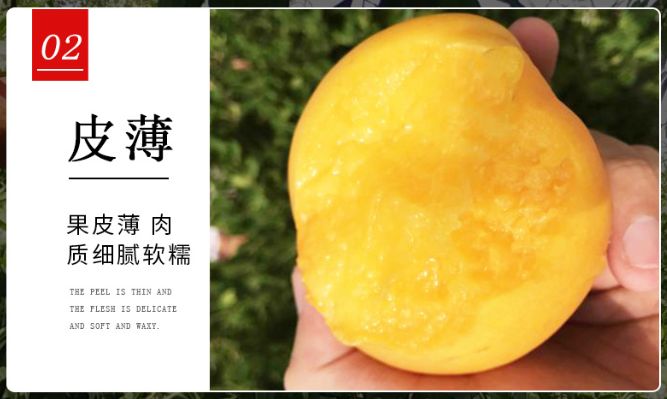 水果团沂蒙红黄油桃爆汁大果甜而不腻香气浓郁果园直采