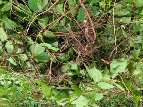 自己动手清除毒藤致皮肤病 纽约多位华人不慎"中招"