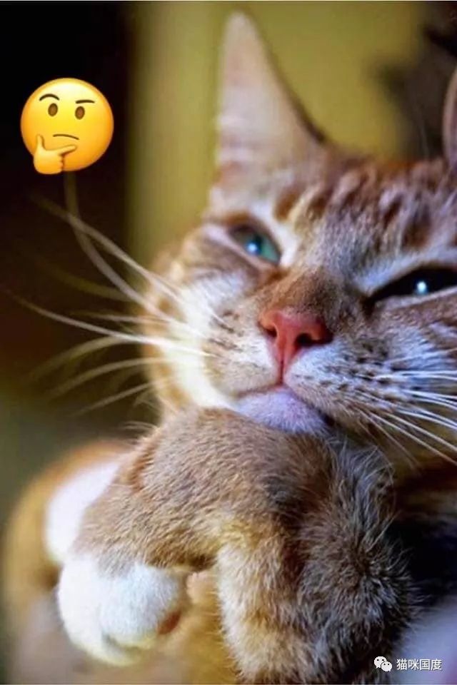 猫咪模仿emoji表情好形象生动