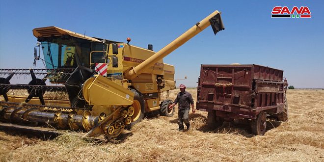 叙利亚农业阿勒颇满怀欢喜迎接丰收季开始收割麦子