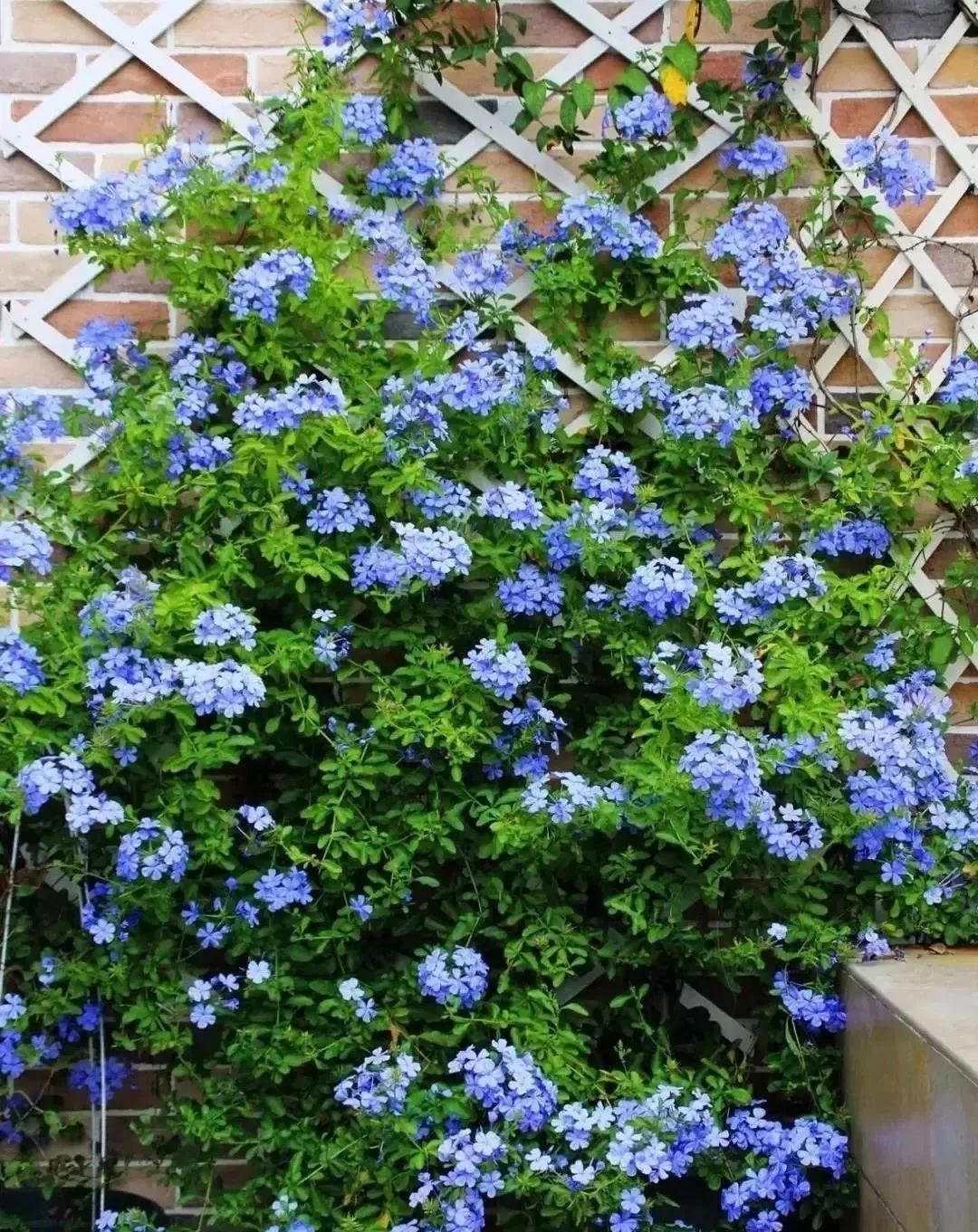 25种爬藤花花开便成瀑布这个夏天够清凉