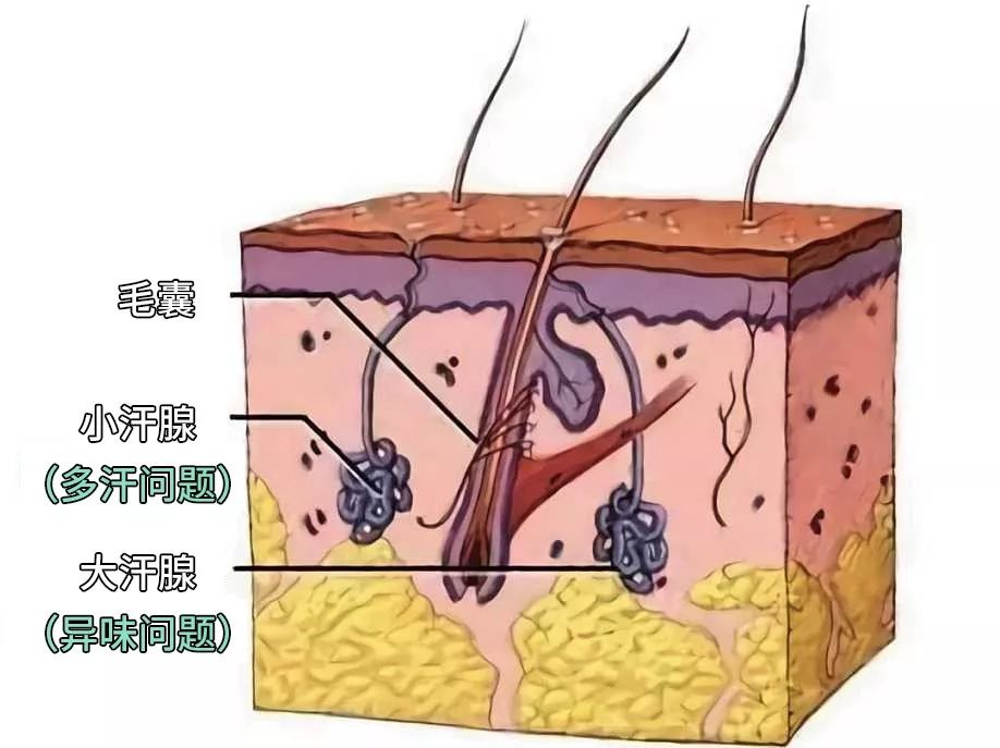 你的大汗腺会委屈的哭晕在厕所 对,汗腺分泌物本来不臭 是分泌物被