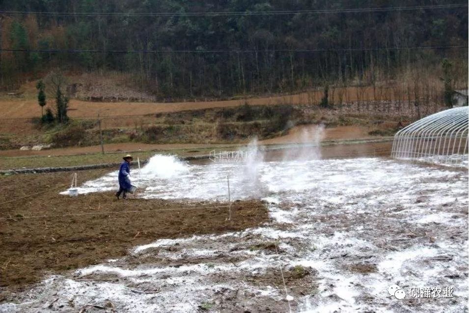 用石灰给土壤消毒有2个大坑,一定要绕着走