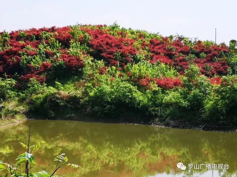 朱堂乡:山美水美心里美,树红人红产业红