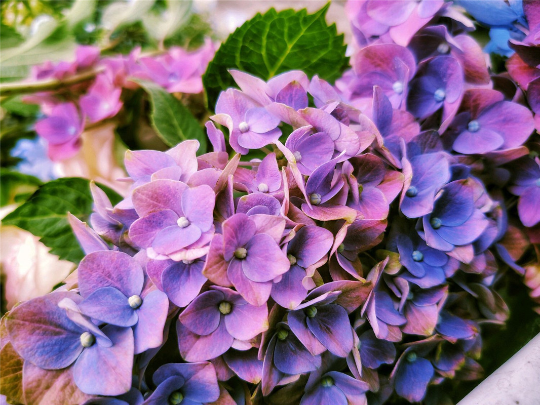 原创绣球王者遇上调色大师紫色花球养出来绣球新色彩