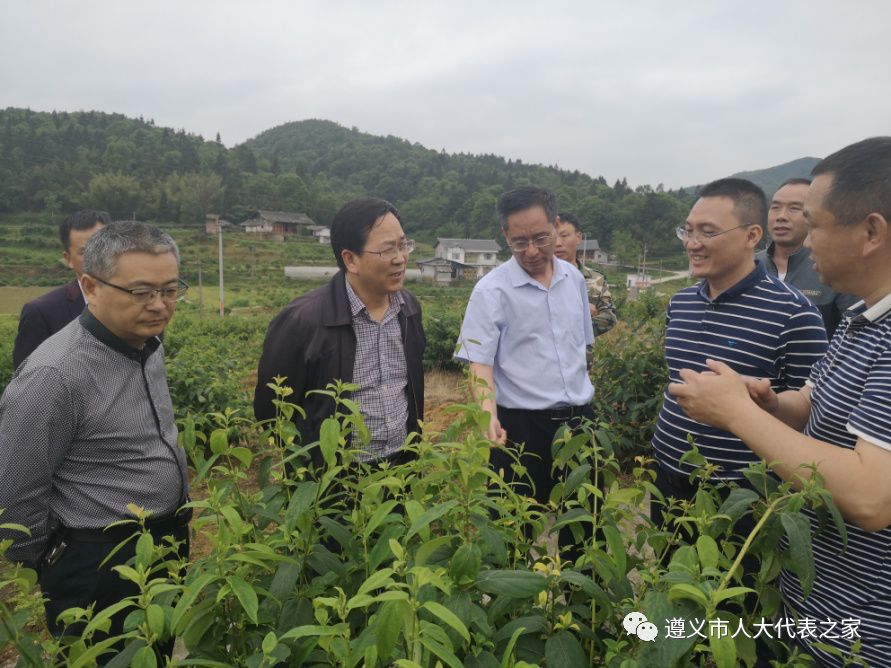 人大要闻 | 汪先明调研医药产业发展