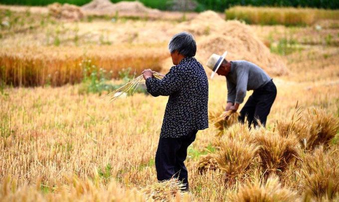 熟的味道也是农历五月田垄里苞谷散发的清香是竹溪金秋九月故乡是什么