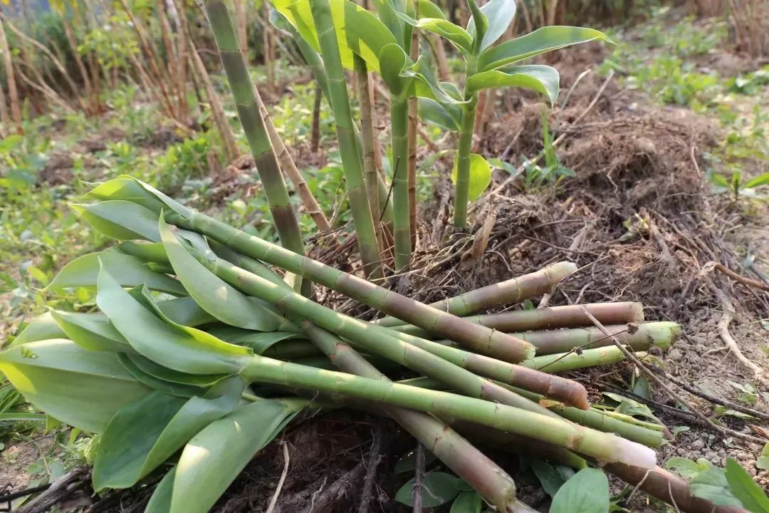 扶贫行28| 雷电疯长 嫩茎似笋 白沙王进强"致富"雷公笋 已上线海南