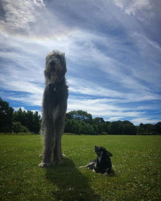 外表威武的大型犬却个个都温柔友善,看来性格跟体型是成反比的