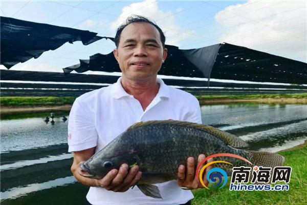 50余万亩池塘养鱼人霸气支撑罗非鱼产业