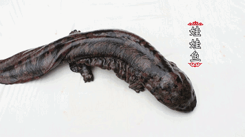 356_200gif 动态图 动图