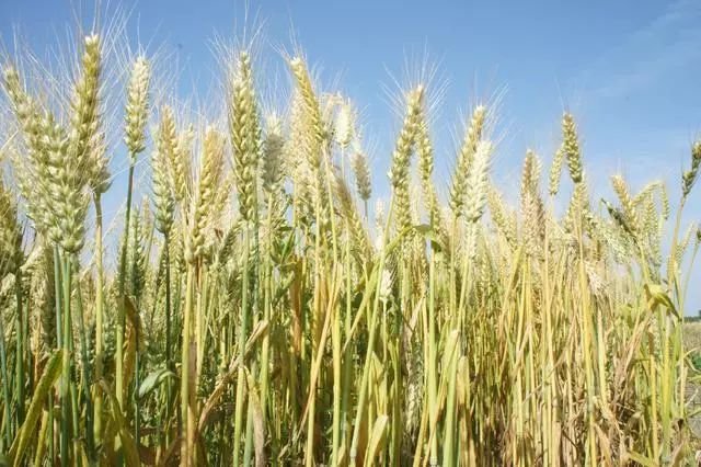 小麦收割有技巧农民朋友这样收小麦每亩多收100斤