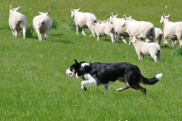 原创牧羊犬会放羊但可能不是好的宠物狗养这种狗要做好这3点