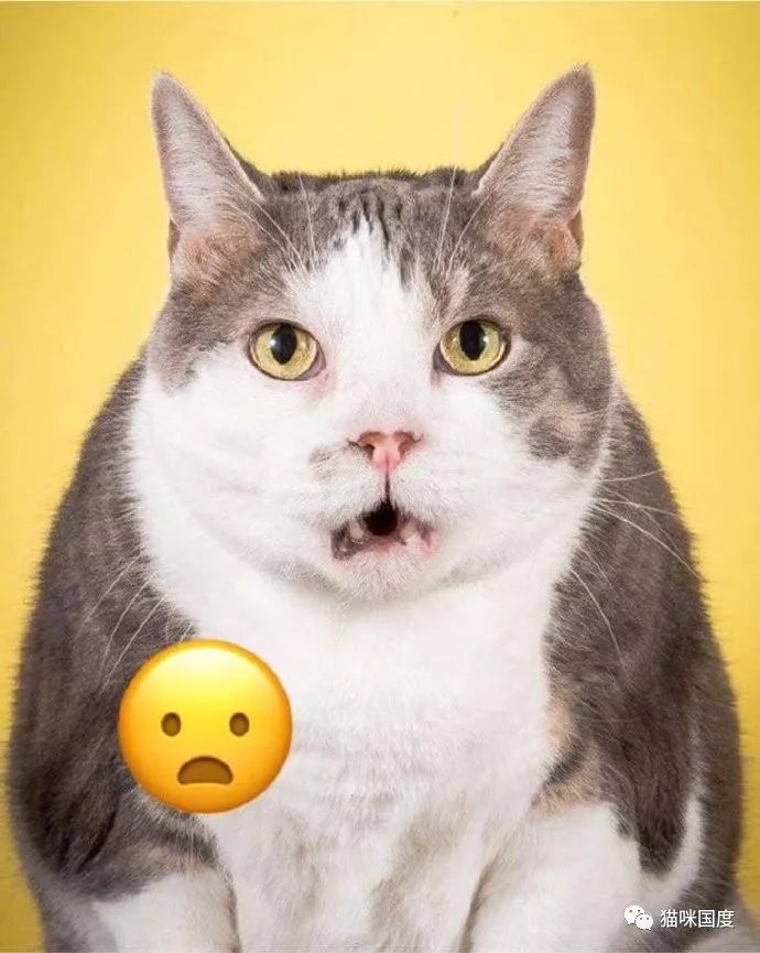 猫咪模仿emoji表情好形象生动
