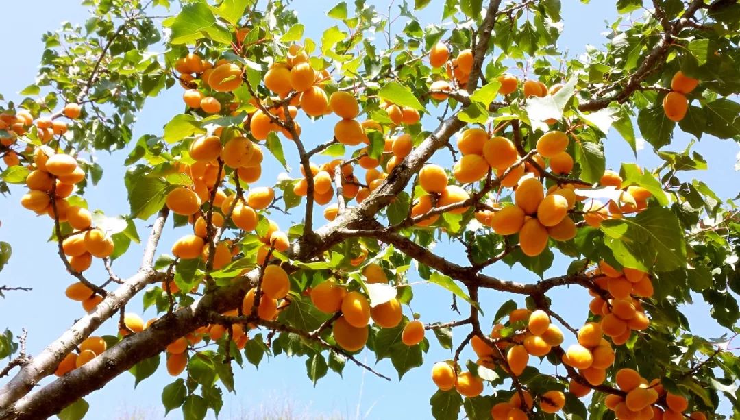 家乡的红梅杏就要熟了,你在哪里?