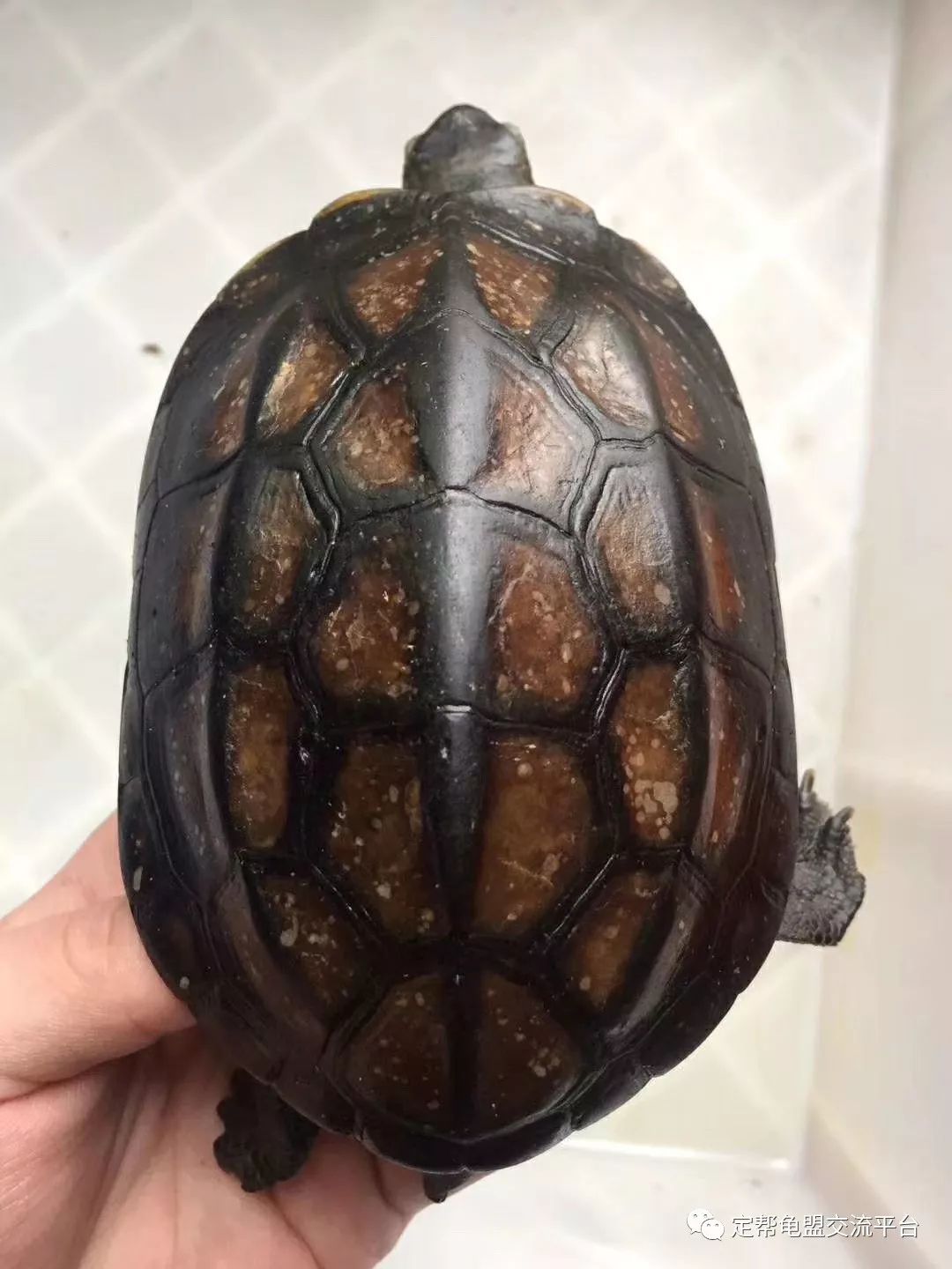 68万墨龟