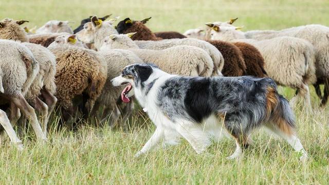 原创牧羊犬会放羊但可能不是好的宠物狗养这种狗要做好这3点