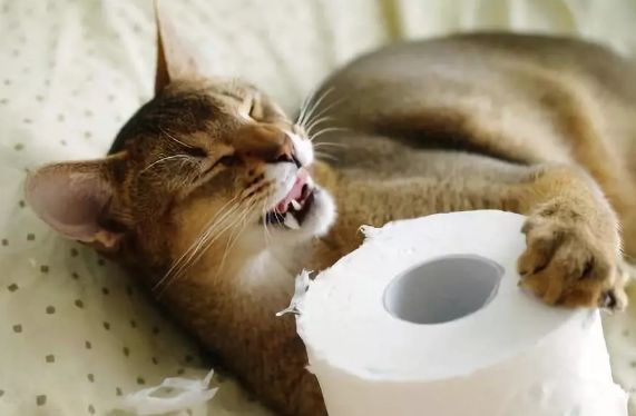 地毯,毛线等类似情况比较常见的还有▼吃塑料袋可能是猫咪患了"异食癖