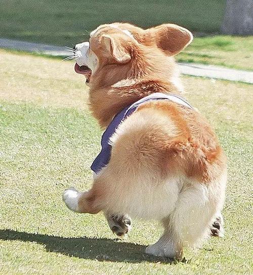 纯种的柯基犬的外貌特征