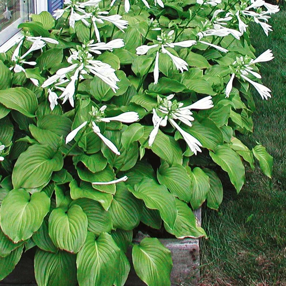 玉簪植物,玉簪叶,金边玉簪_大山谷图库