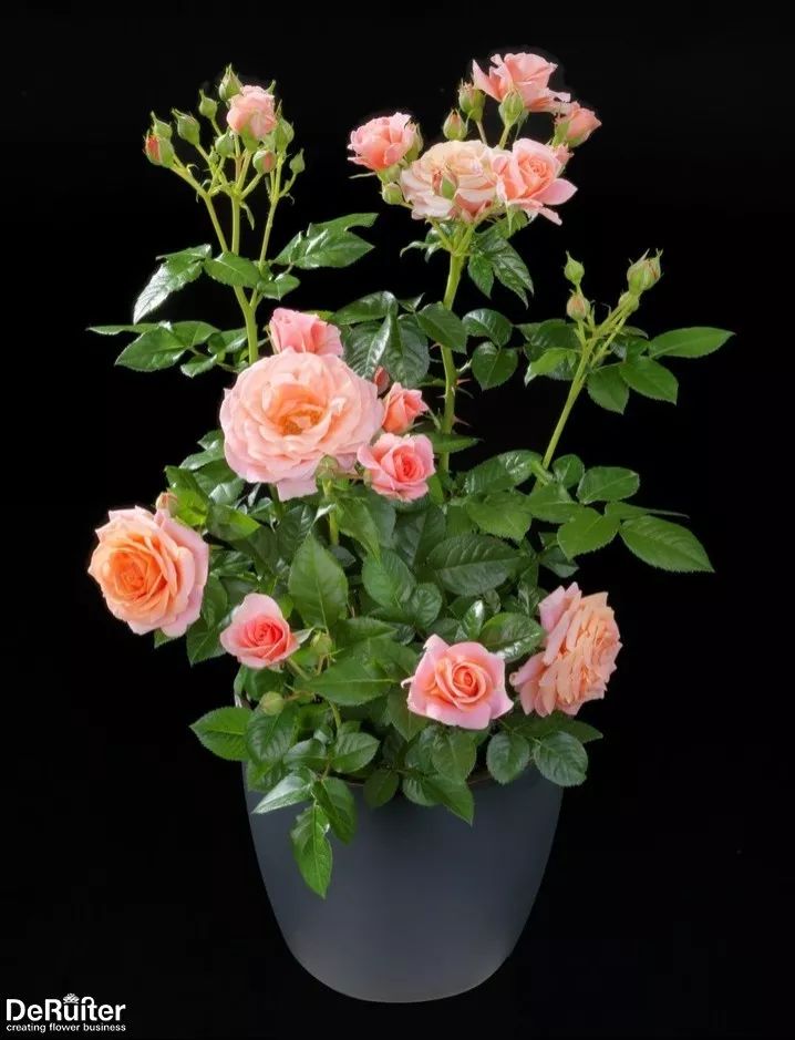 直立不垂头月季品种推荐