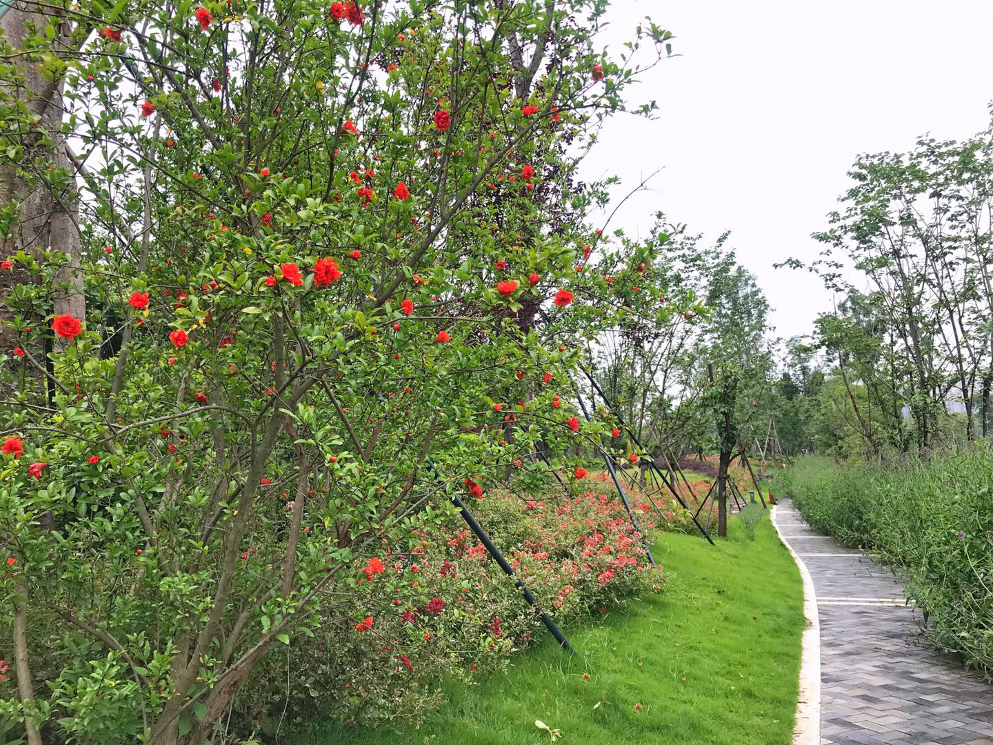 1/ 12 花蔭溝綠道,春季看櫻花,盛夏看芙蓉,深秋看海棠;花重錦官城