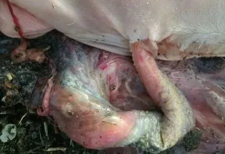 解决繁殖母羊产科疾病多流产死胎小羊成活率低