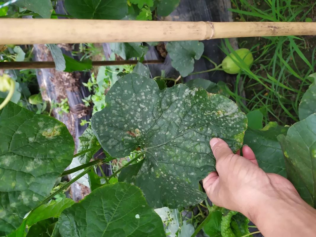 甜瓜白粉病來襲咋防治防治關鍵技巧來了