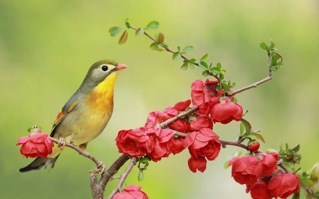 专栏诗人又闻鸟鸣声声文闻墨河北