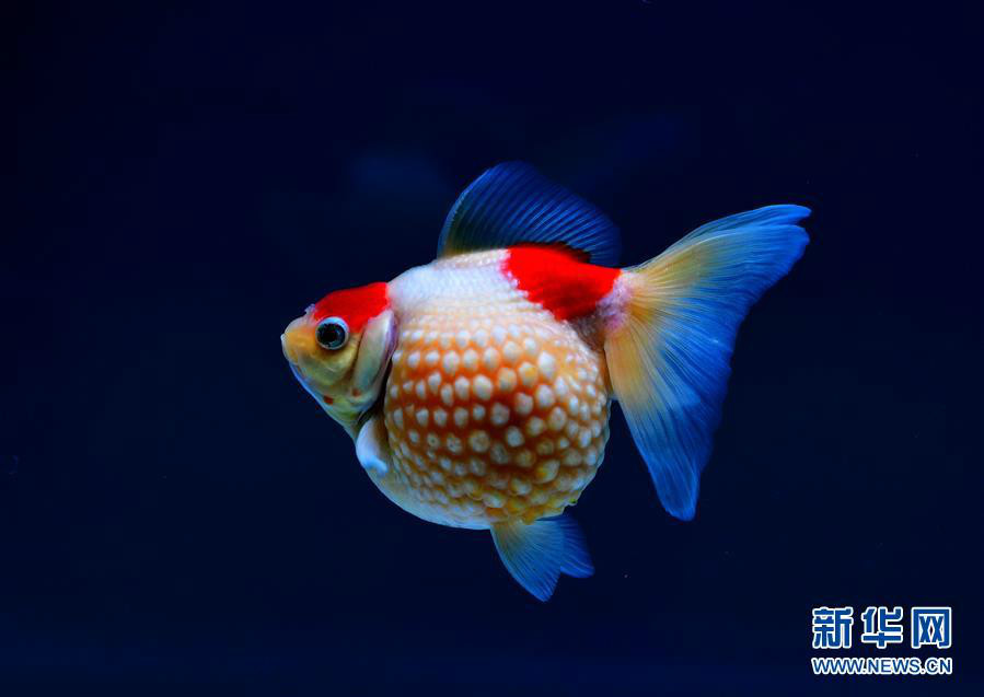 上万尾金鱼福州斗艳